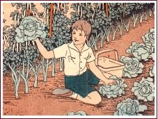 Old-fashioned garden, boy with lettuces