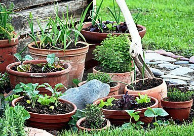 Container gardening, growing vegetables in pots
