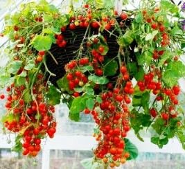 Hanging basket of tomatoes