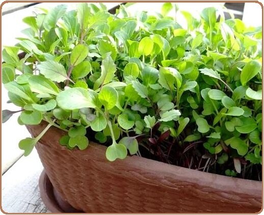 Microgreens in pots