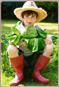 Teaching children to grow vegetables - Boy holding cabbage