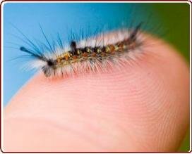 learning from nature - Very hairy caterpillar on child's finger