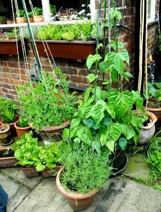 Container Vegetable Gardens Growing In Pots Indoor Or Balcony