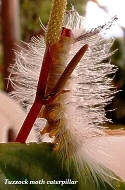 organic garden pest control - Tussock Moth furry caterpillar
