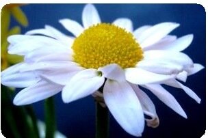 Pyrethrum daisy Pest repellent