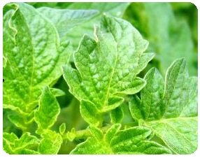 Remèdes antiparasitaires biologiques- feuilles de tomate