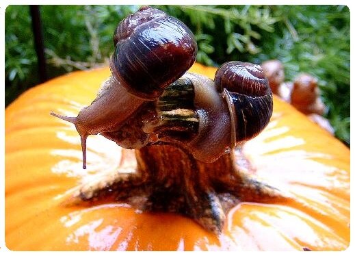 Organic garden pest control - snails on pumpkin